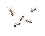 mieren zelf bestrijden in huis